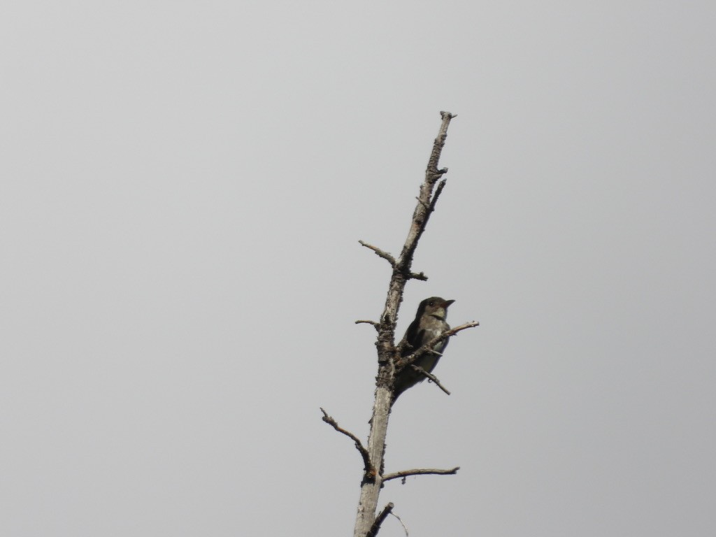 Olive-sided Flycatcher - ML639005820