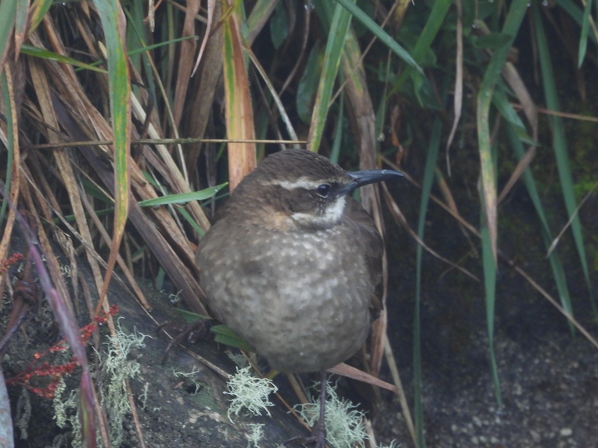 Stout-billed Cinclodes - ML639005825