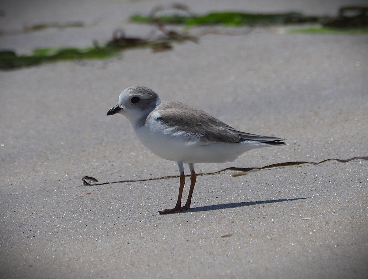 Piping Plover - ML639005826
