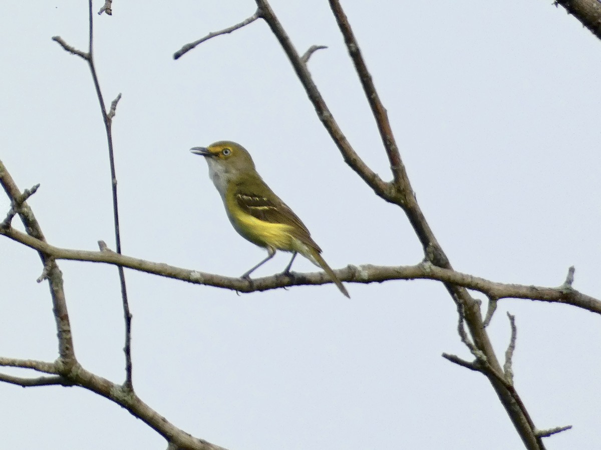 Weißaugenvireo - ML639005859