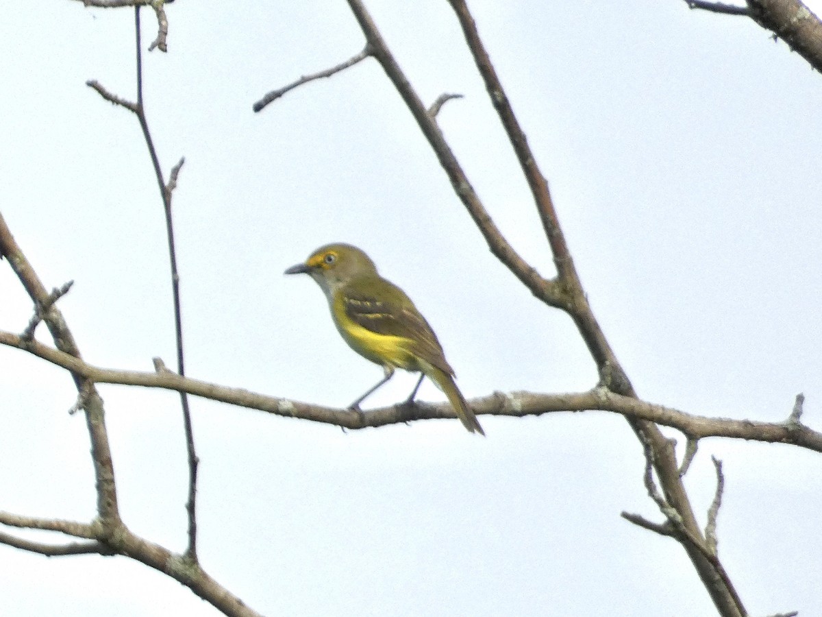 Weißaugenvireo - ML639005861