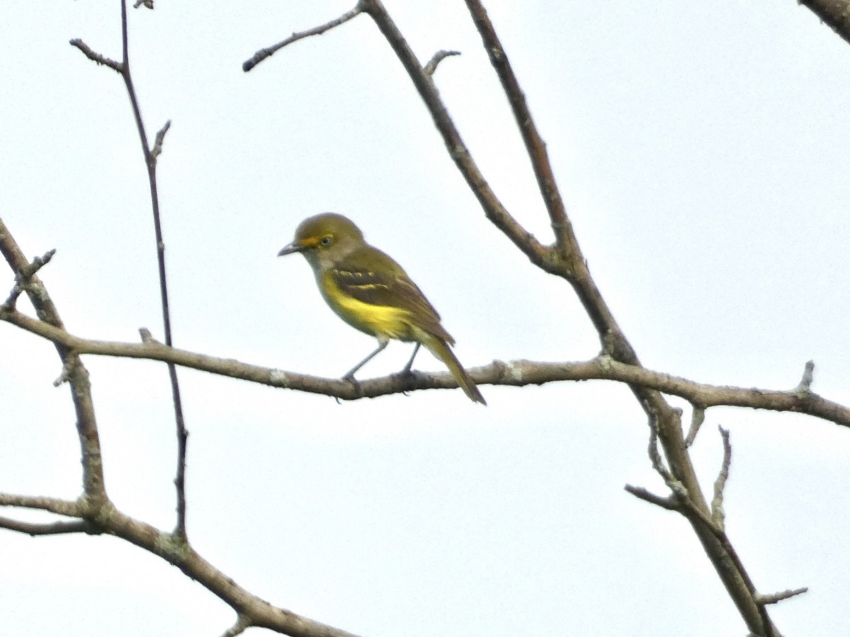 Weißaugenvireo - ML639005862