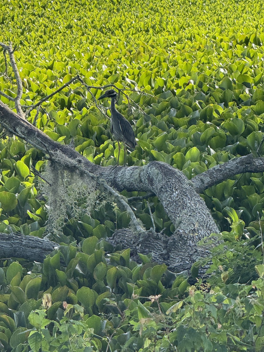 Krabbenreiher - ML639005869