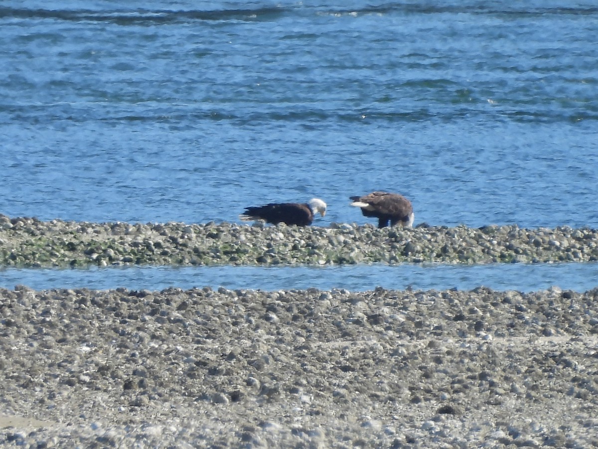 Weißkopf-Seeadler - ML639005881