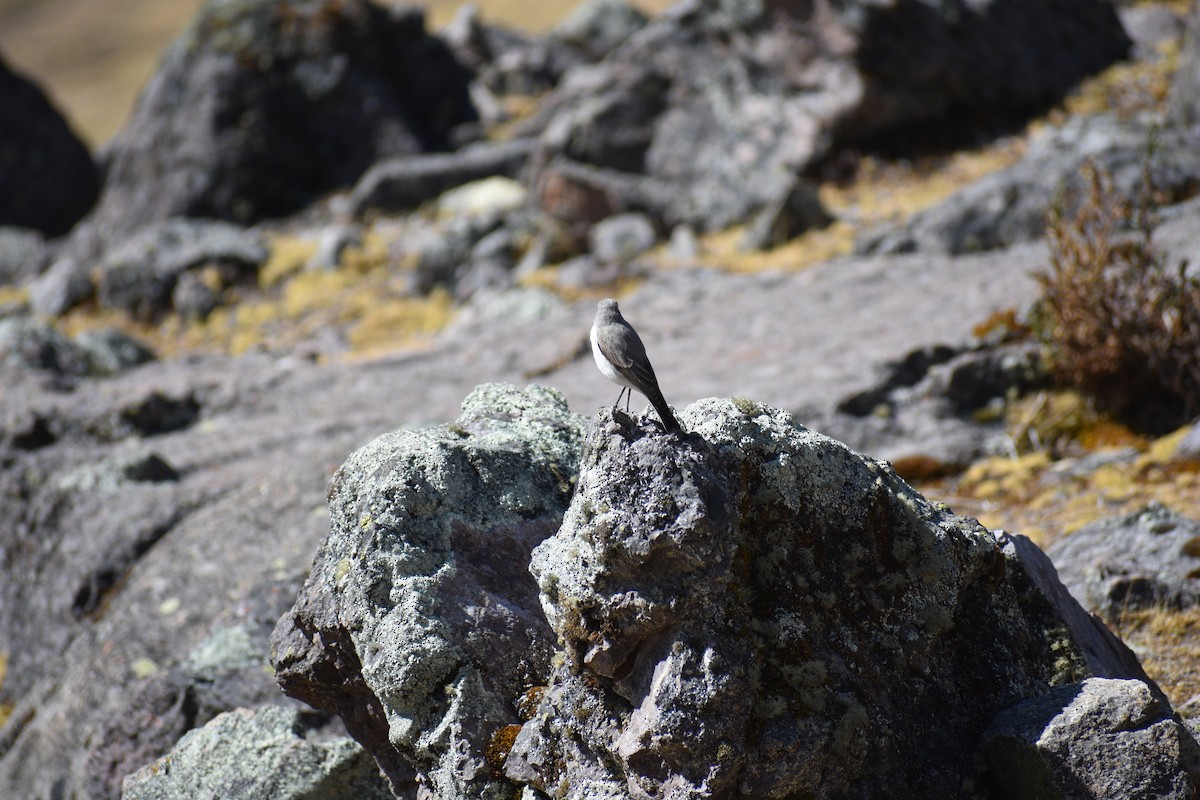 Cinereous Ground-Tyrant - Matías Cortés