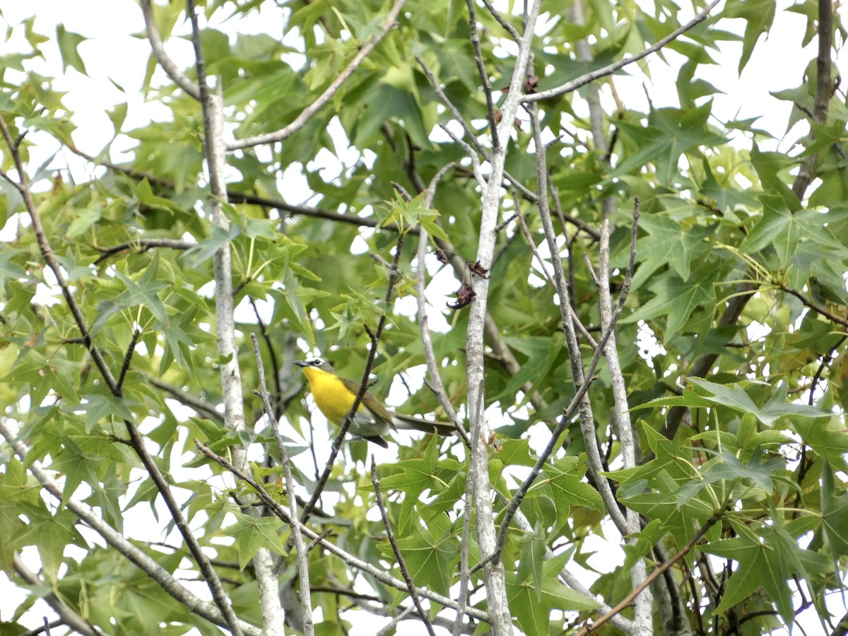 Yellow-breasted Chat - ML639005938