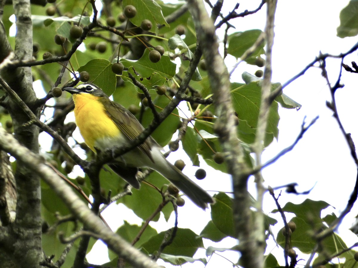 Yellow-breasted Chat - ML639005943