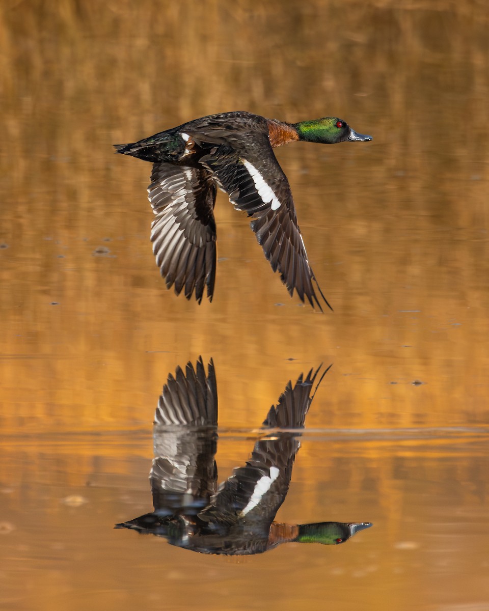 Chestnut Teal - ML639005944