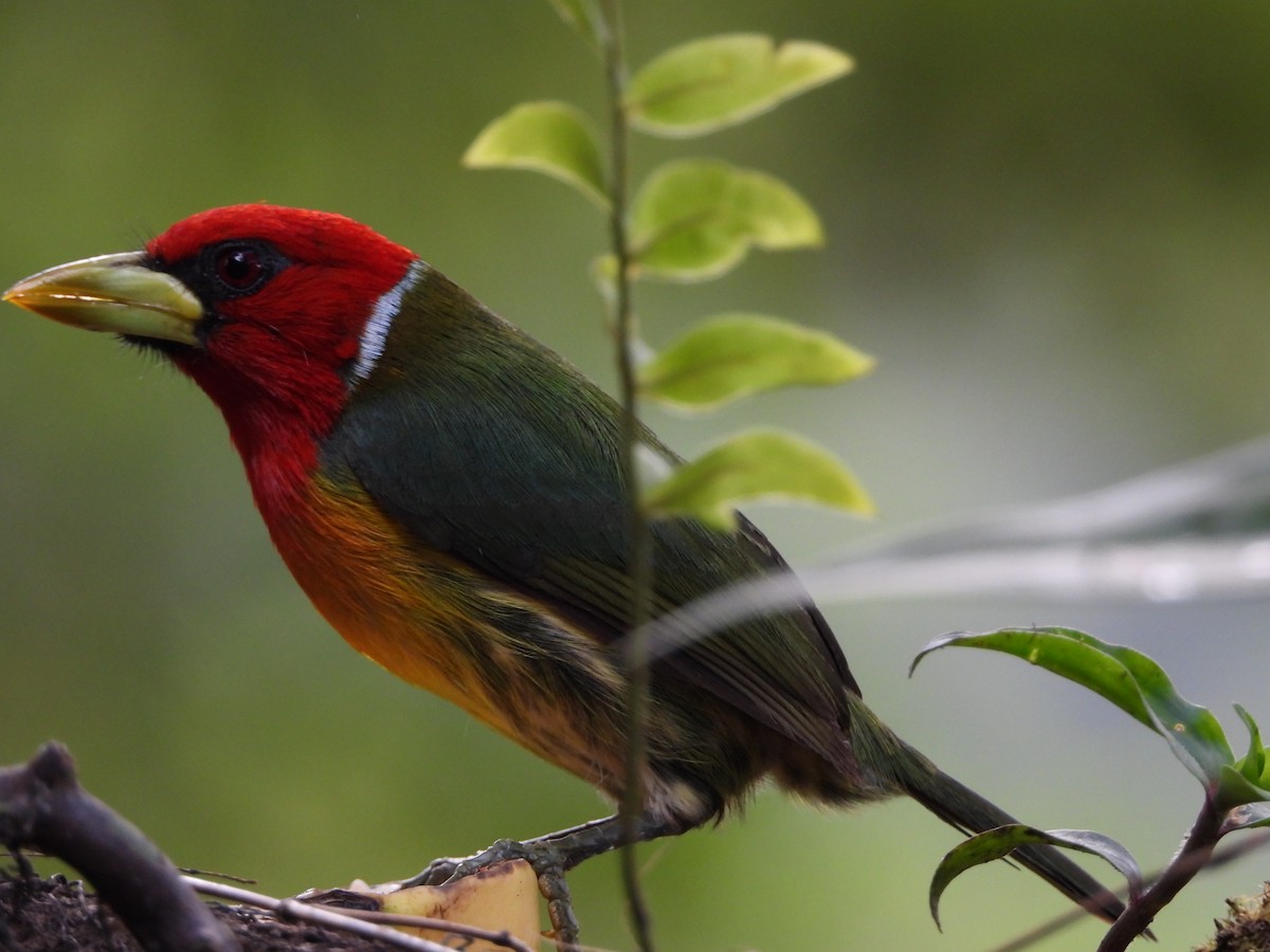 Andenbartvogel - ML639005955