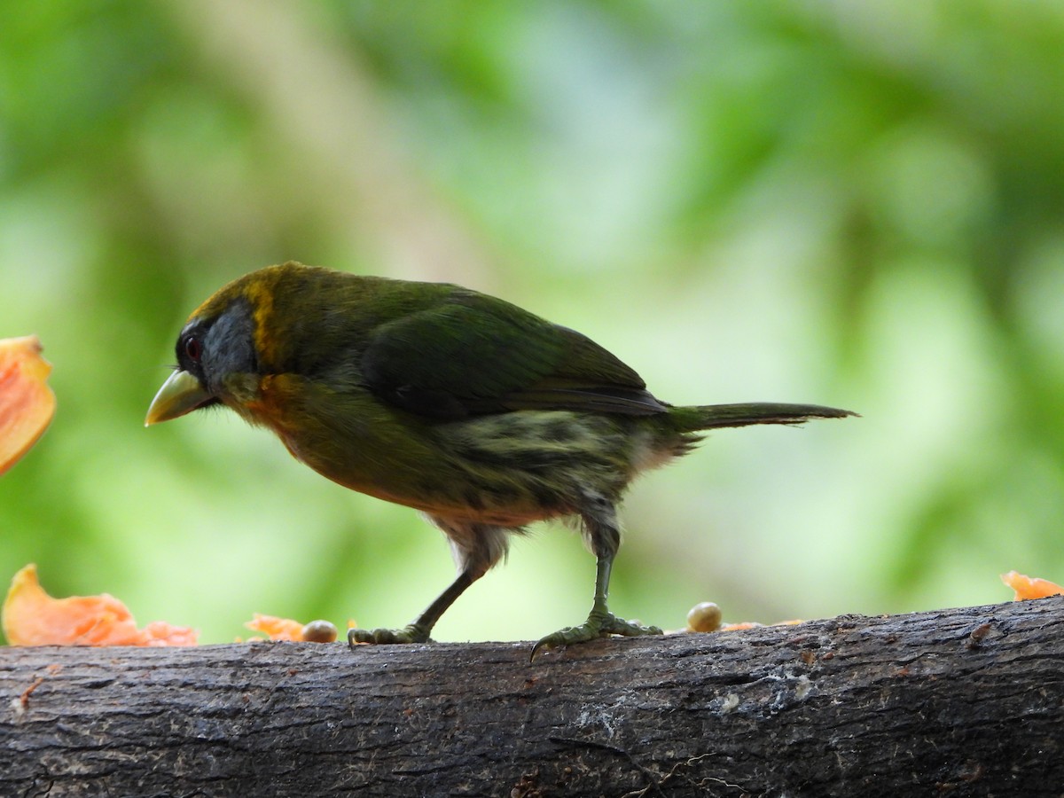 Andenbartvogel - ML639005971