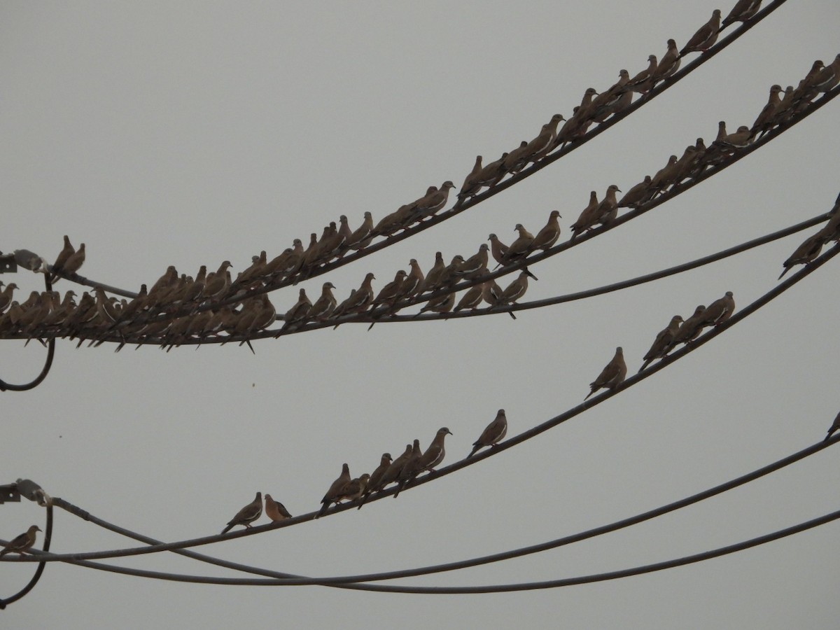 West Peruvian Dove - ML639005973