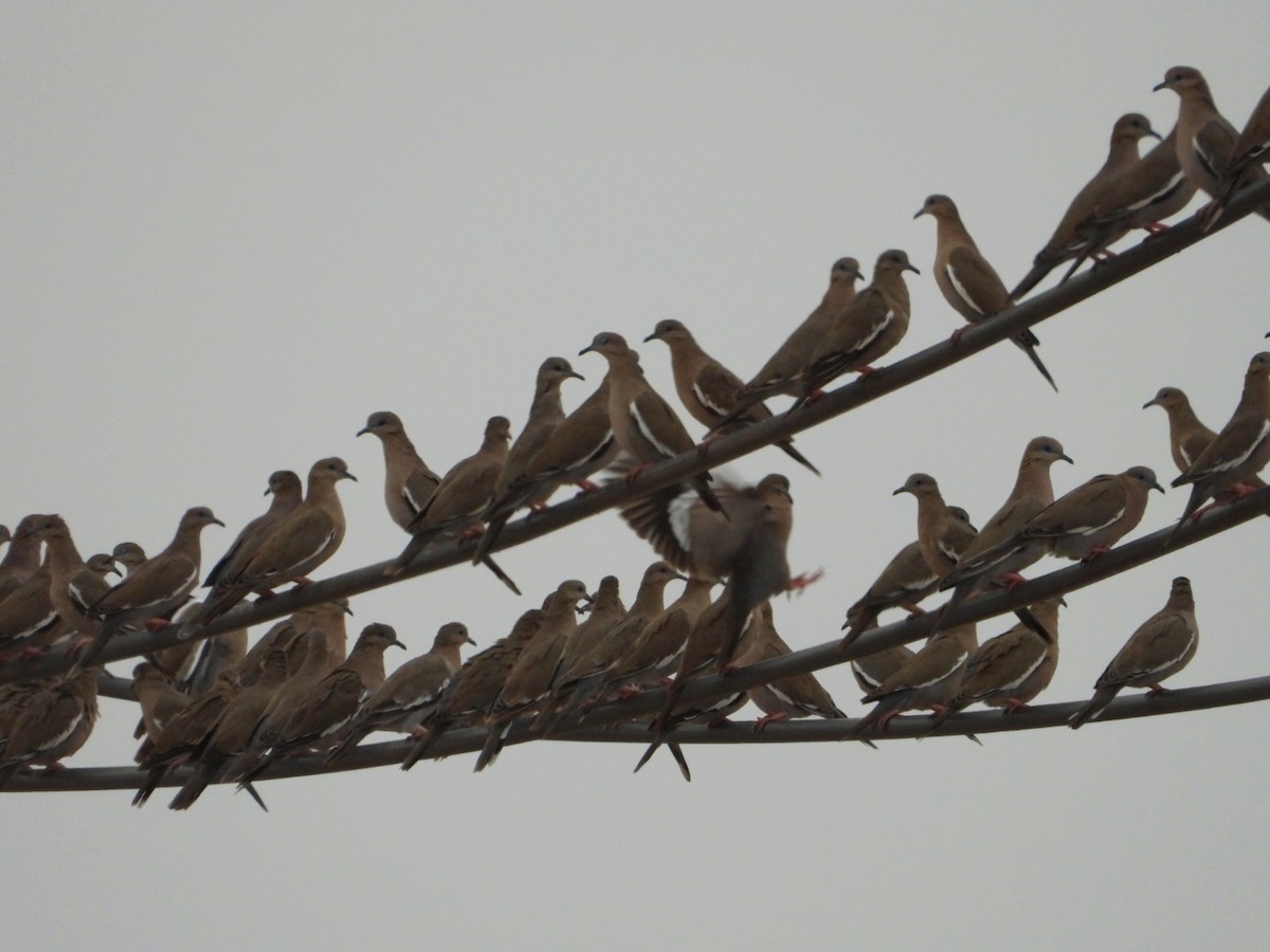 West Peruvian Dove - ML639005974