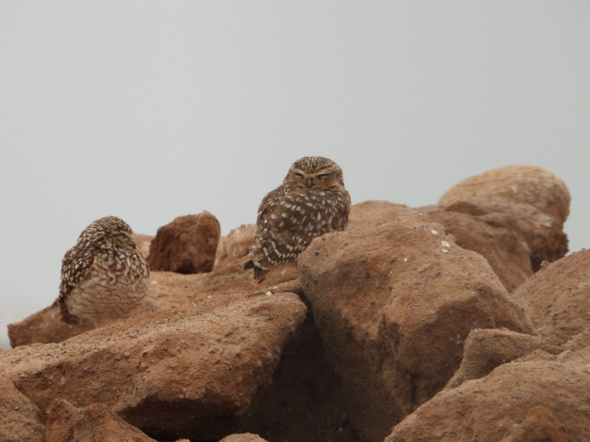 Burrowing Owl - ML639005979