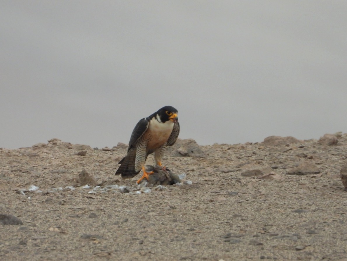 Peregrine Falcon - ML639005989
