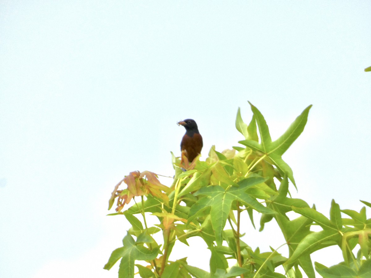 Orchard Oriole - ML639006070