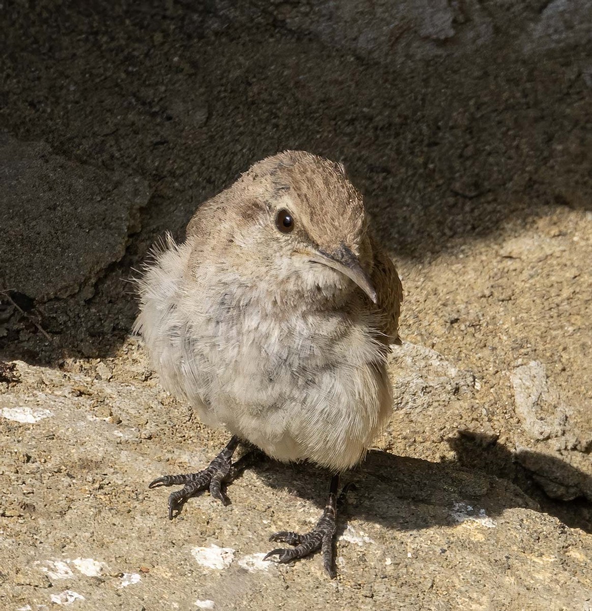 Rock Wren - ML639006111
