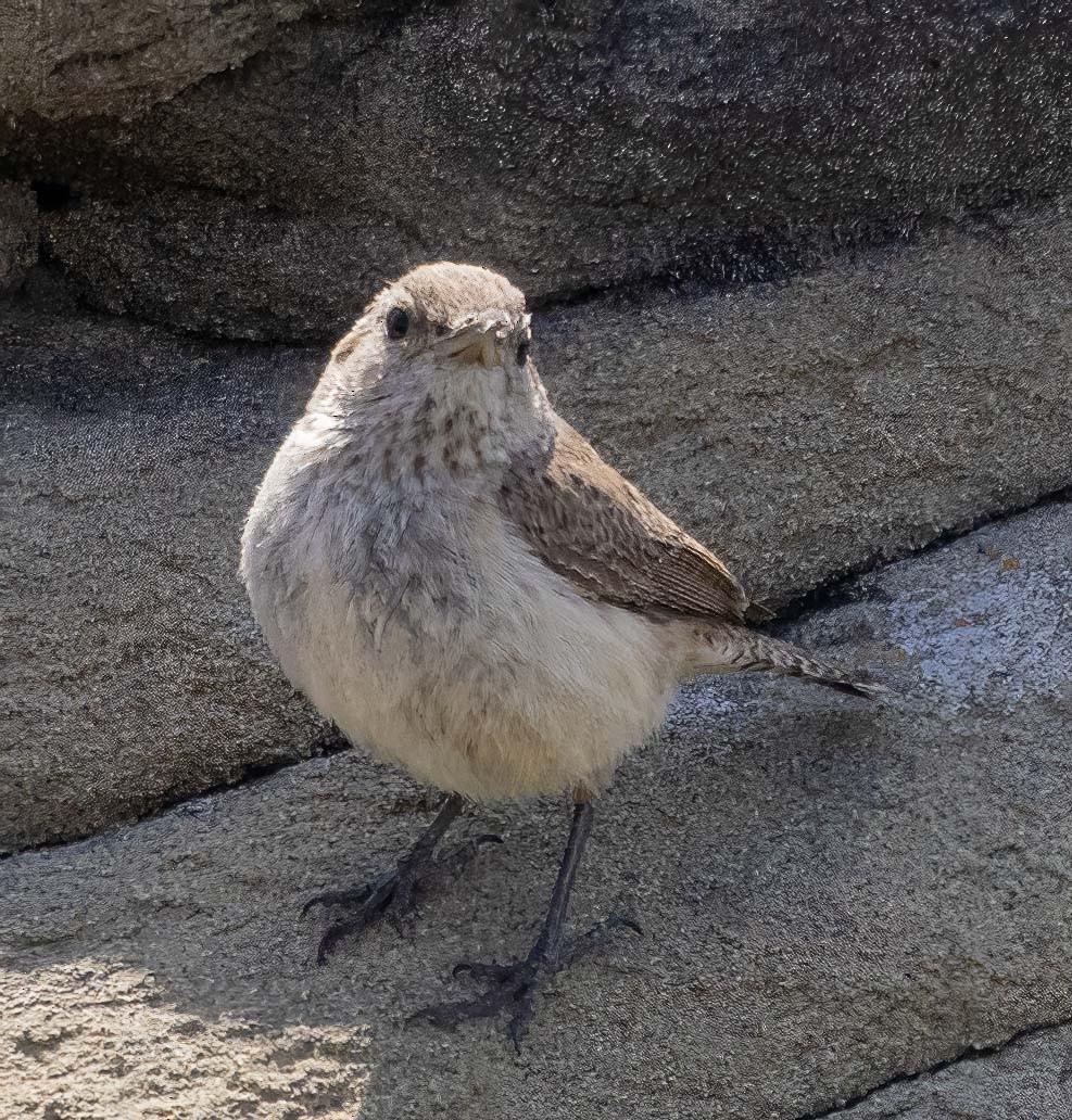 Rock Wren - ML639006113