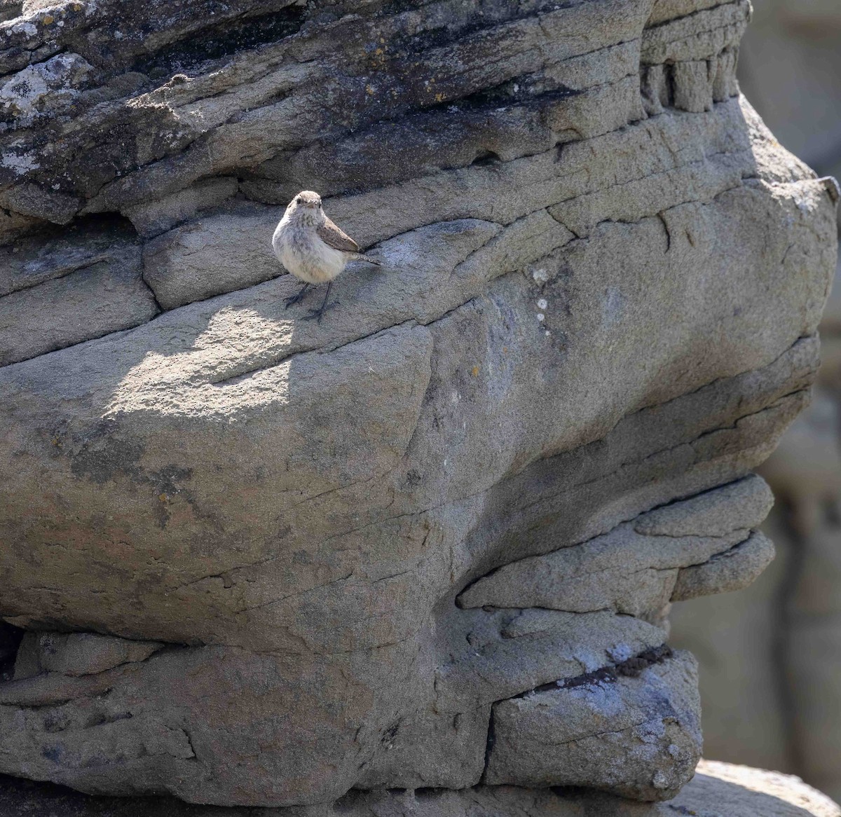 Rock Wren - ML639006114