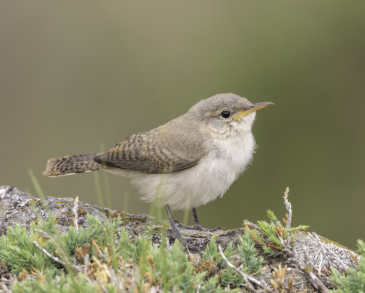 Rock Wren - ML639006116