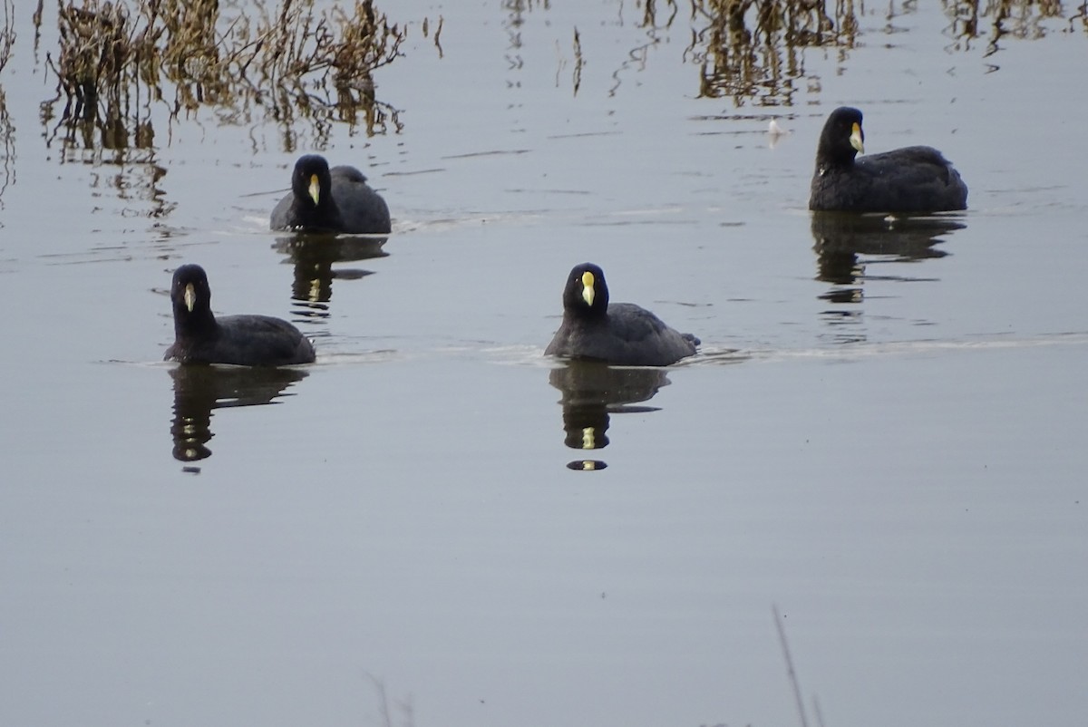White-winged Coot - ML639006122