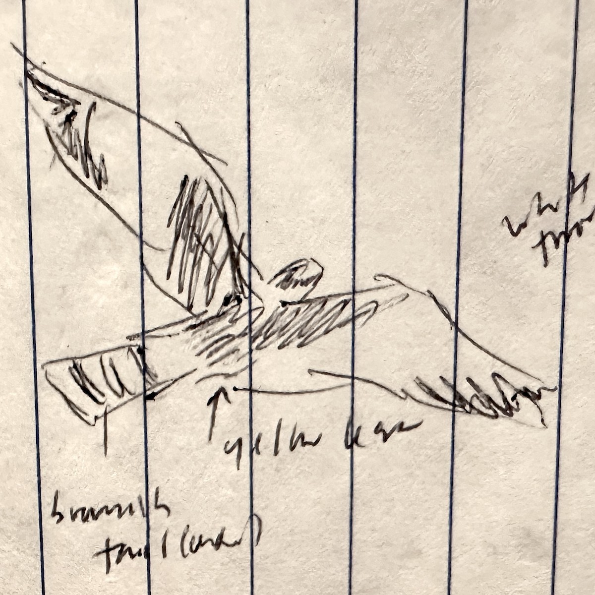 Long-winged Harrier - ML639006123
