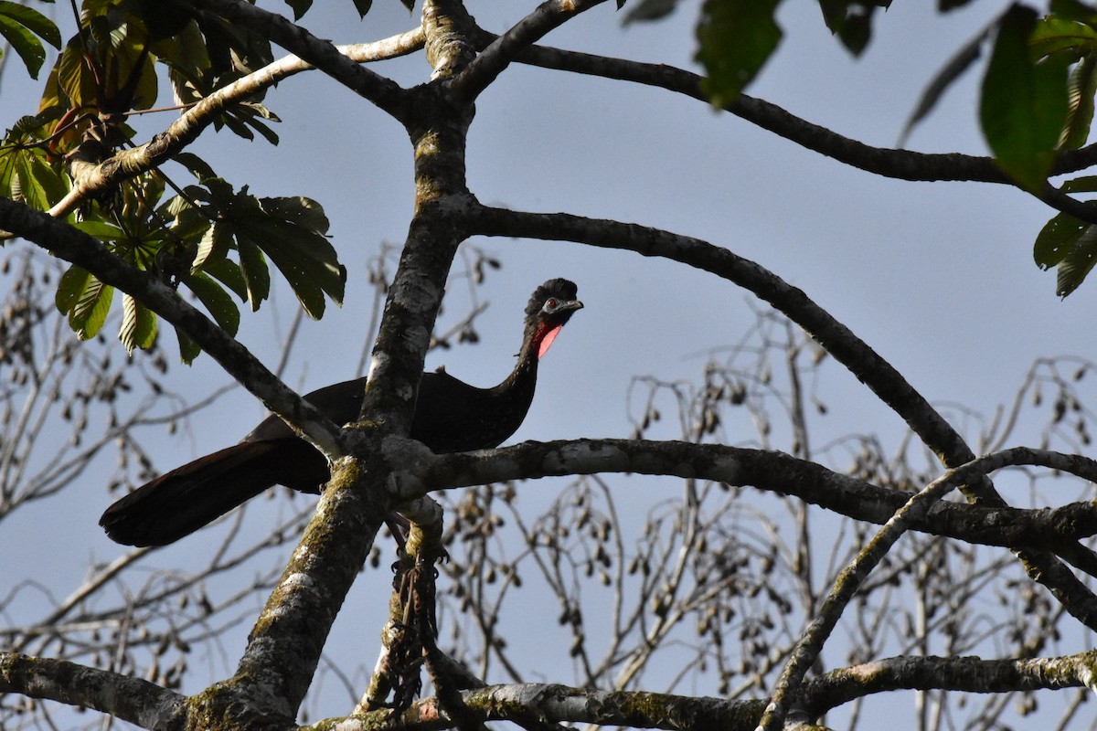 Crested Guan - ML639006124