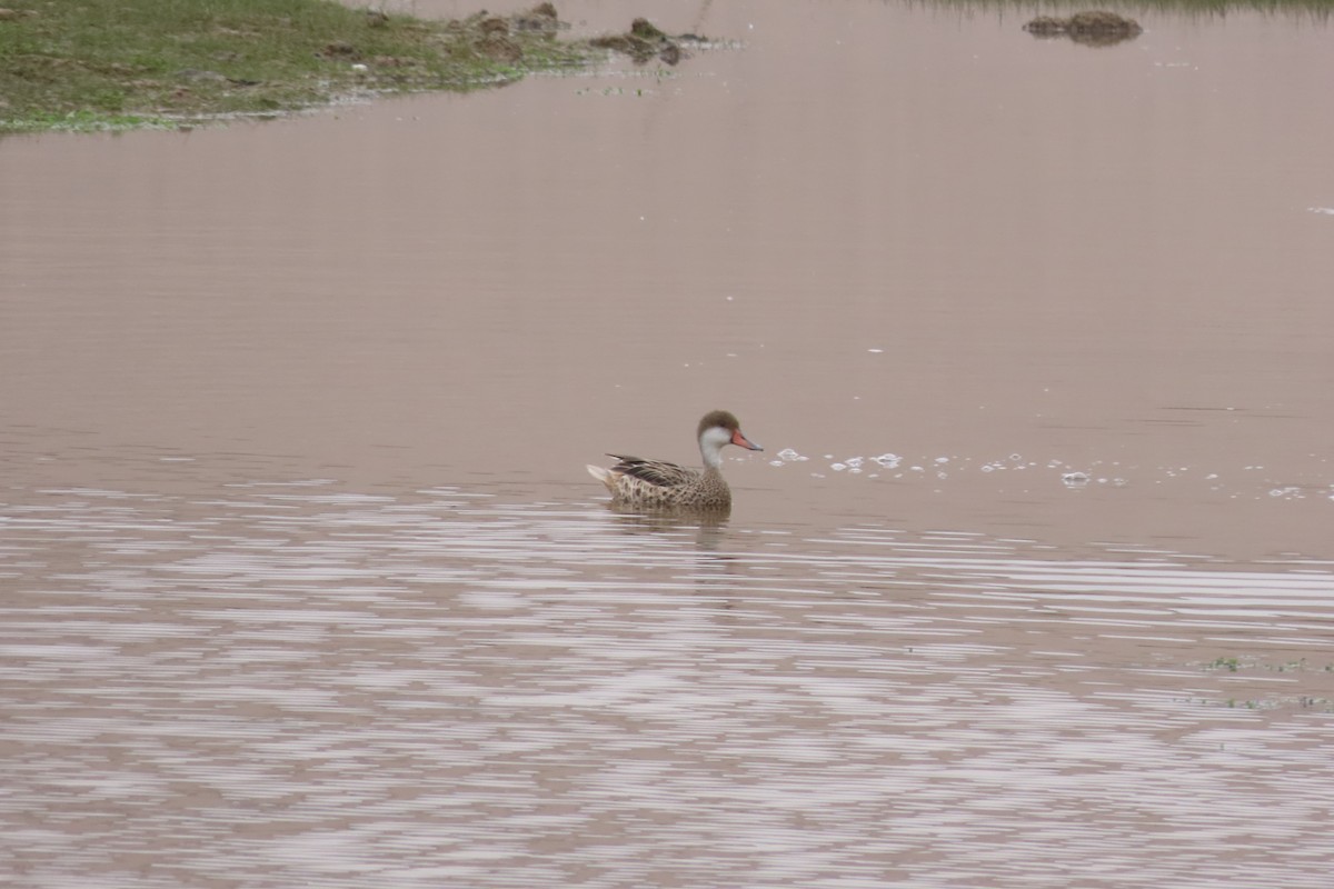 White-cheeked Pintail - ML639006129