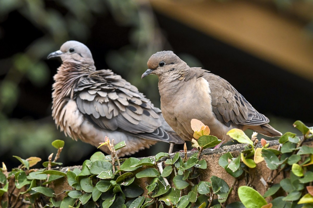 Eared Dove - ML639006149