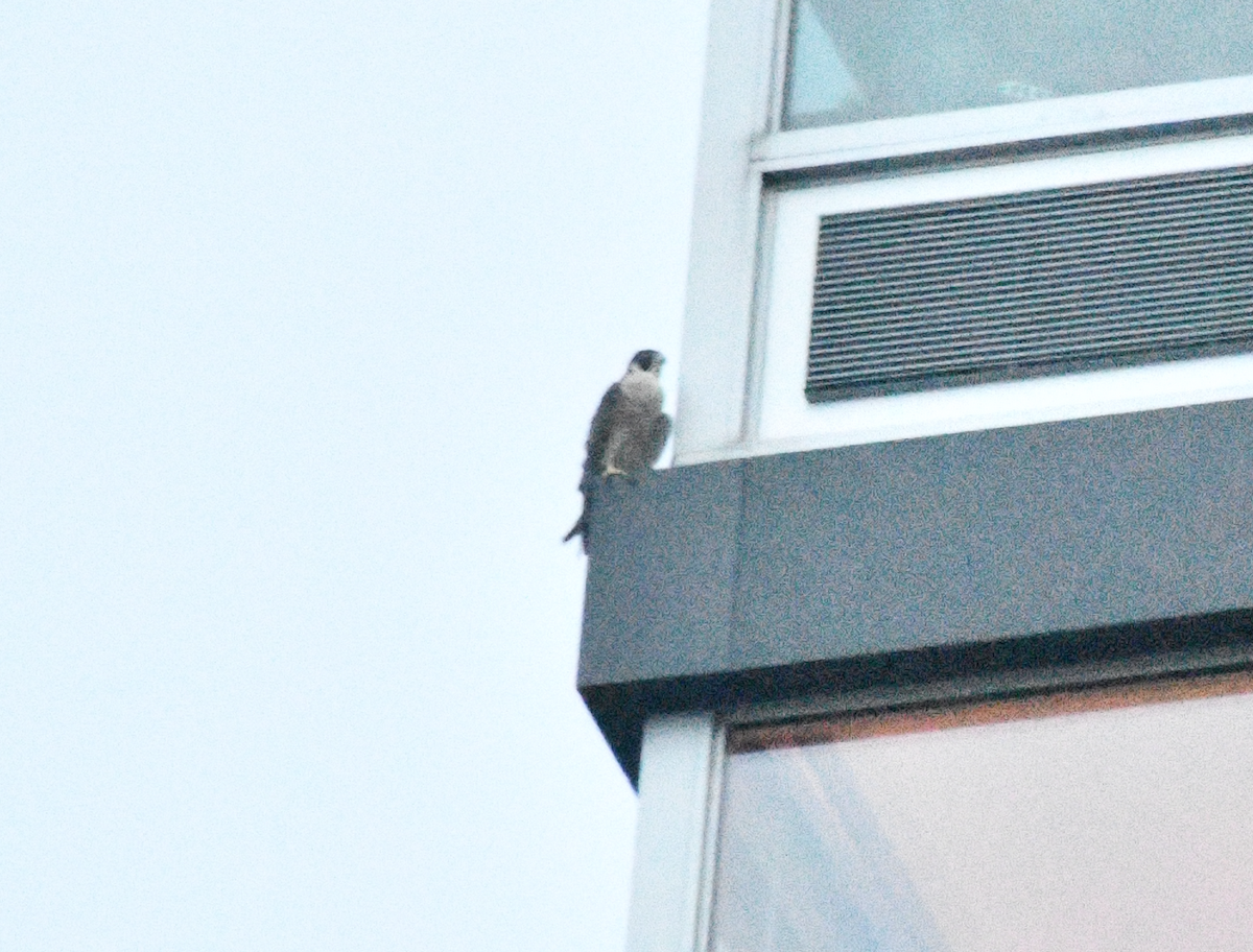Peregrine Falcon - ML639006151