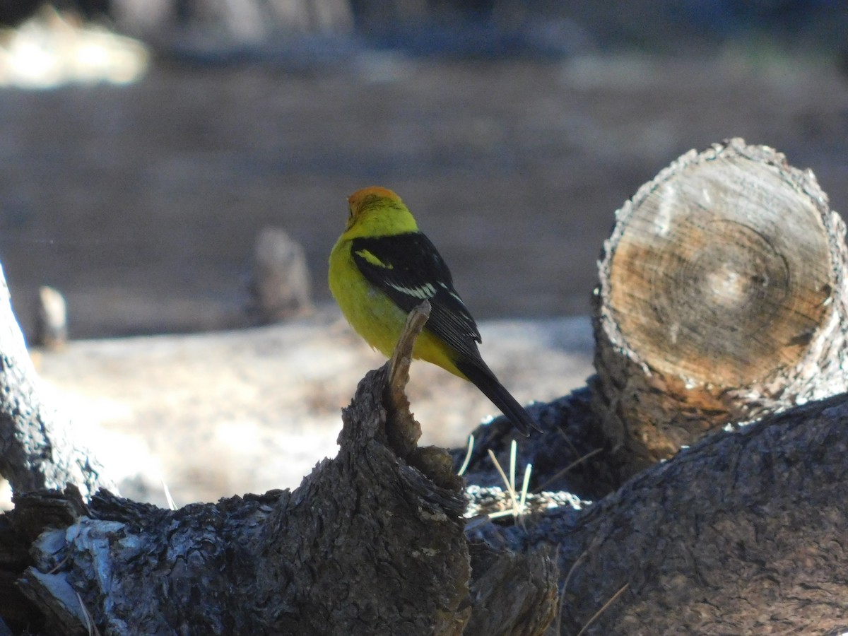 Western Tanager - ML639006153