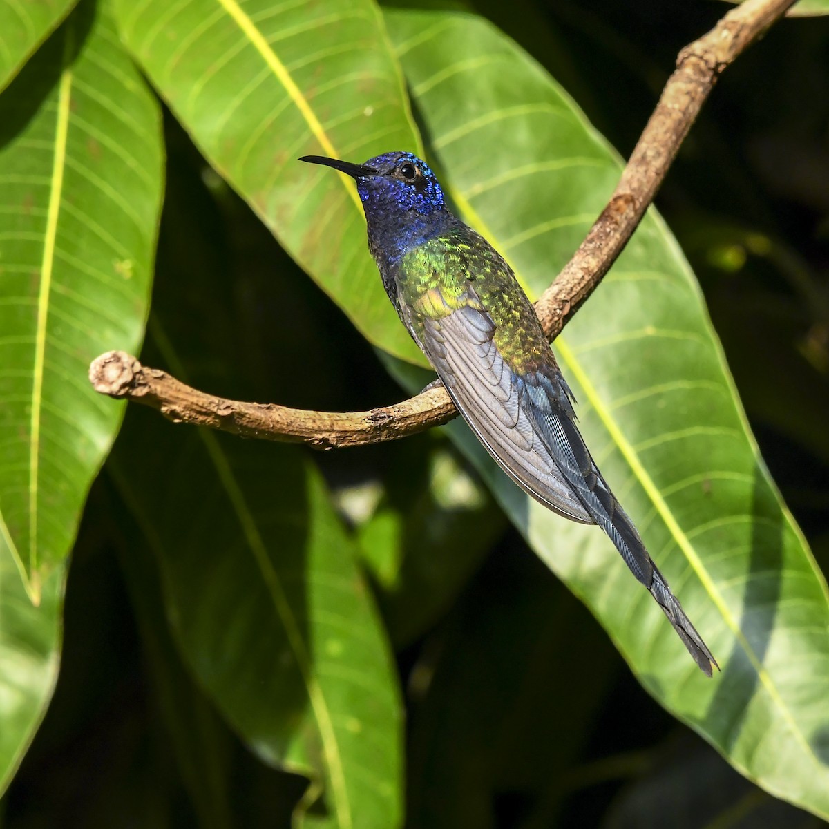 Swallow-tailed Hummingbird - ML639006154