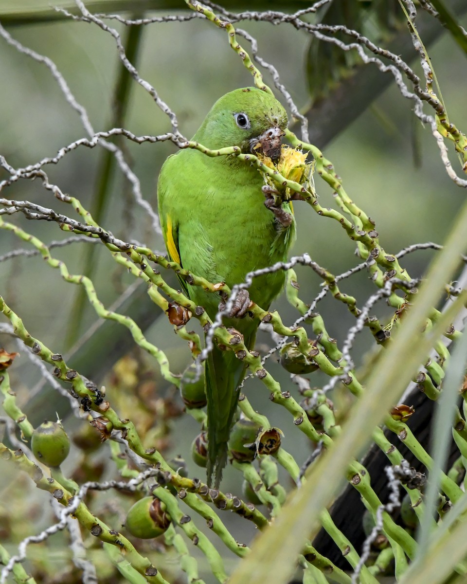 Yellow-chevroned Parakeet - ML639006155
