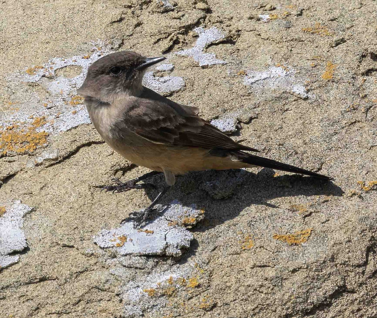 Say's Phoebe - ML639006156