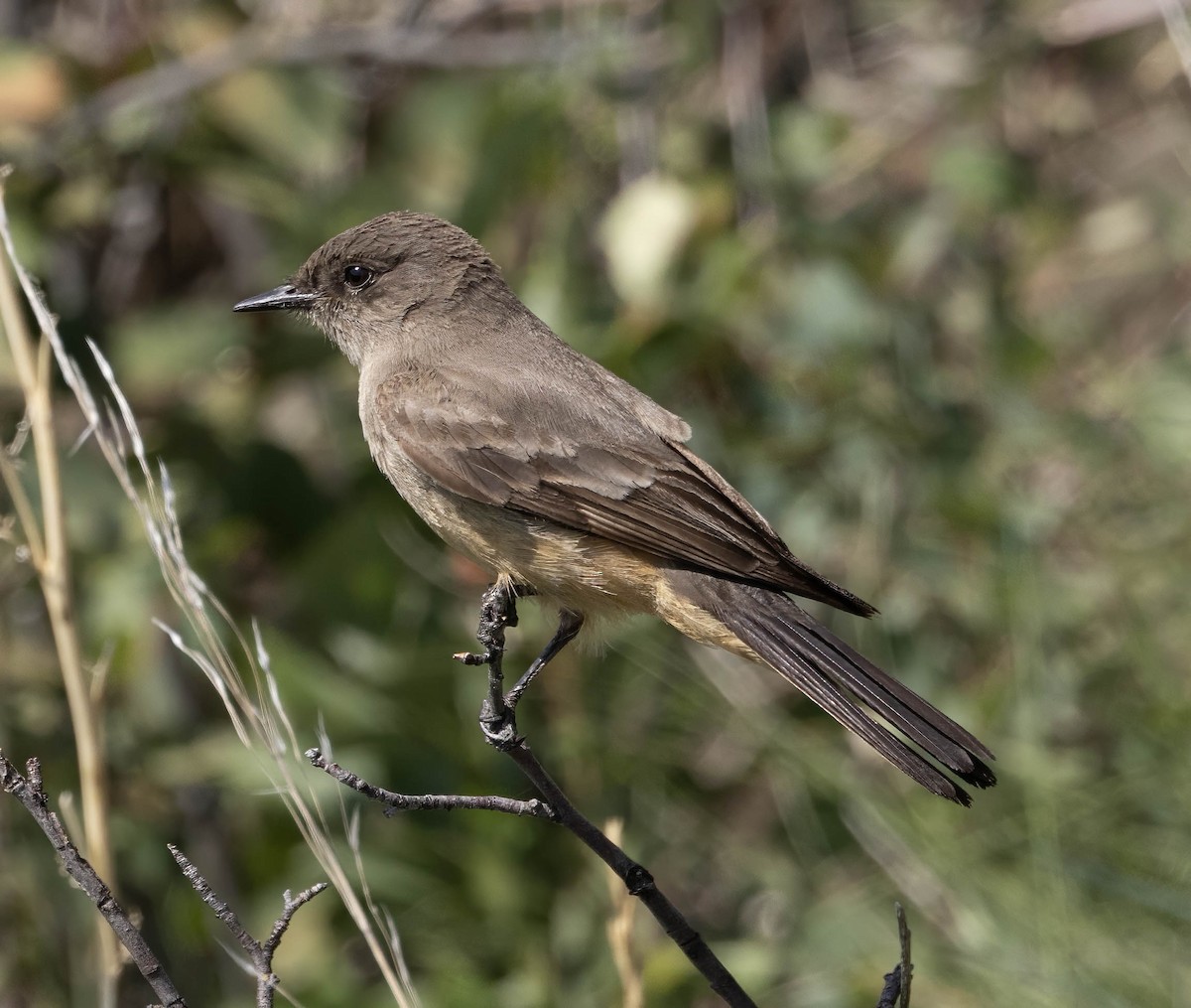Say's Phoebe - ML639006157