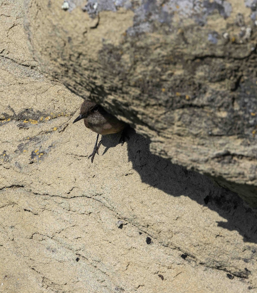 Say's Phoebe - ML639006158