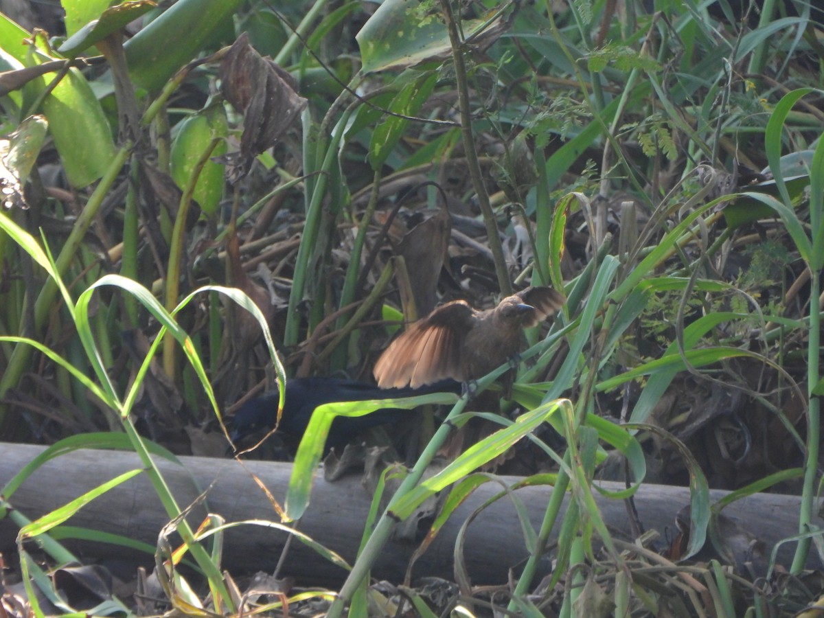 Great-tailed Grackle - ML639006160