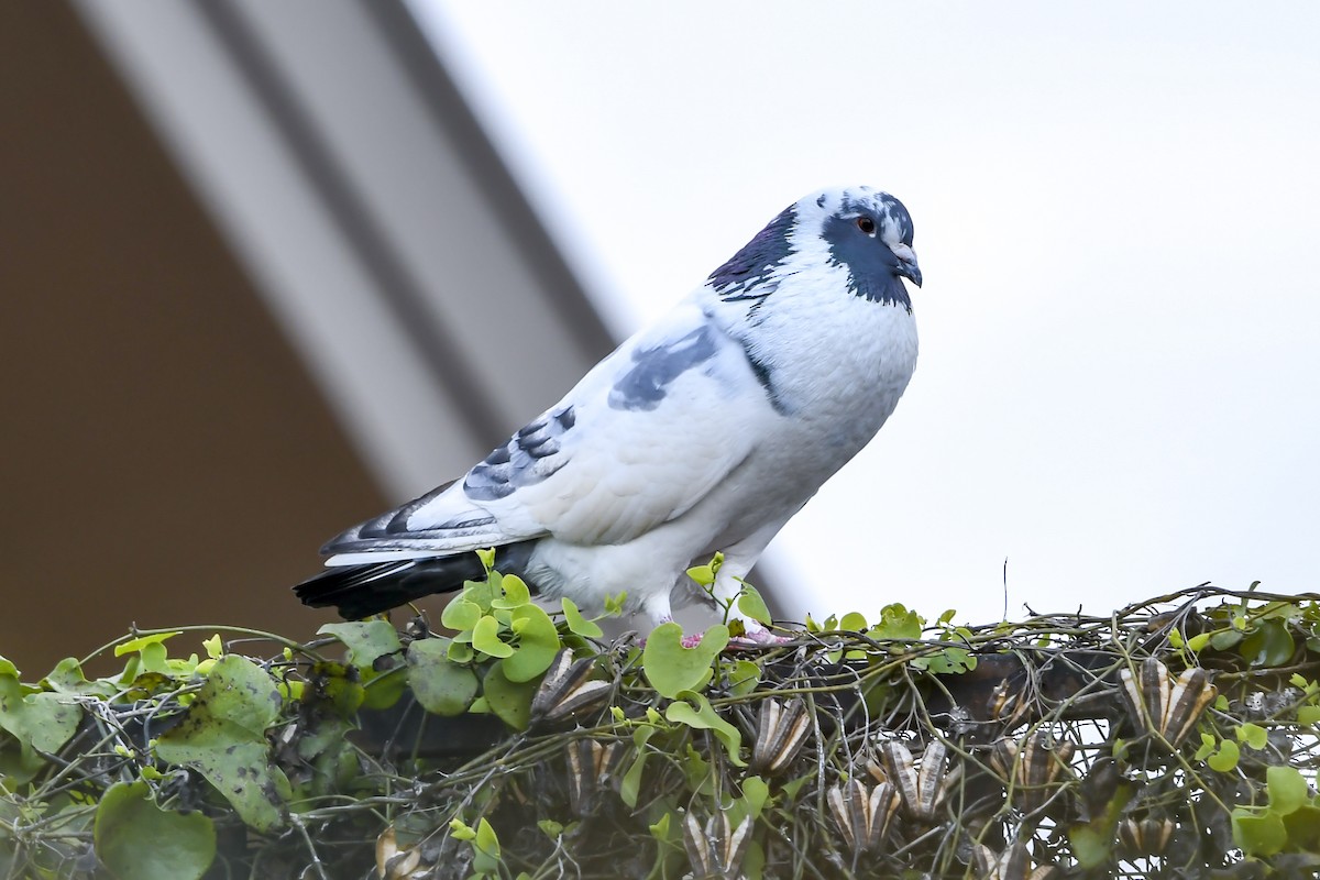 Rock Pigeon (Feral Pigeon) - ML639006166