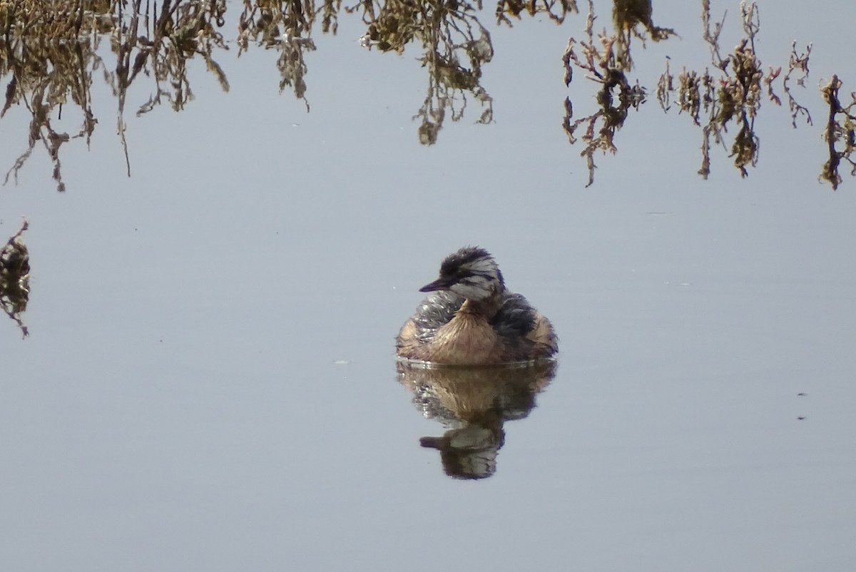 White-tufted Grebe - ML639006167
