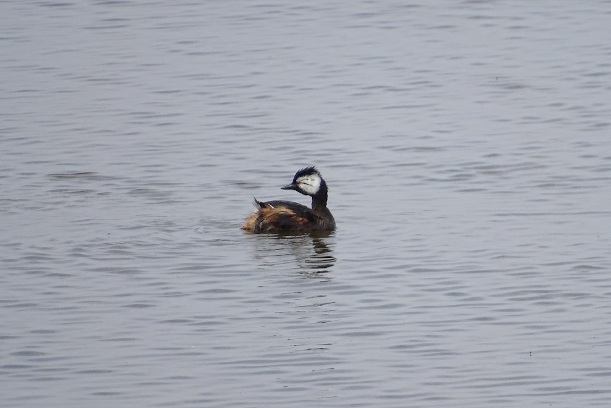 White-tufted Grebe - ML639006168
