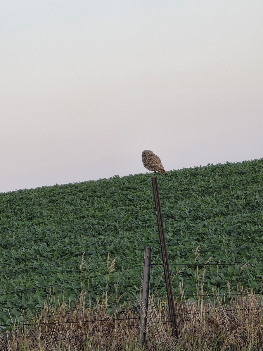 Burrowing Owl - ML639006169