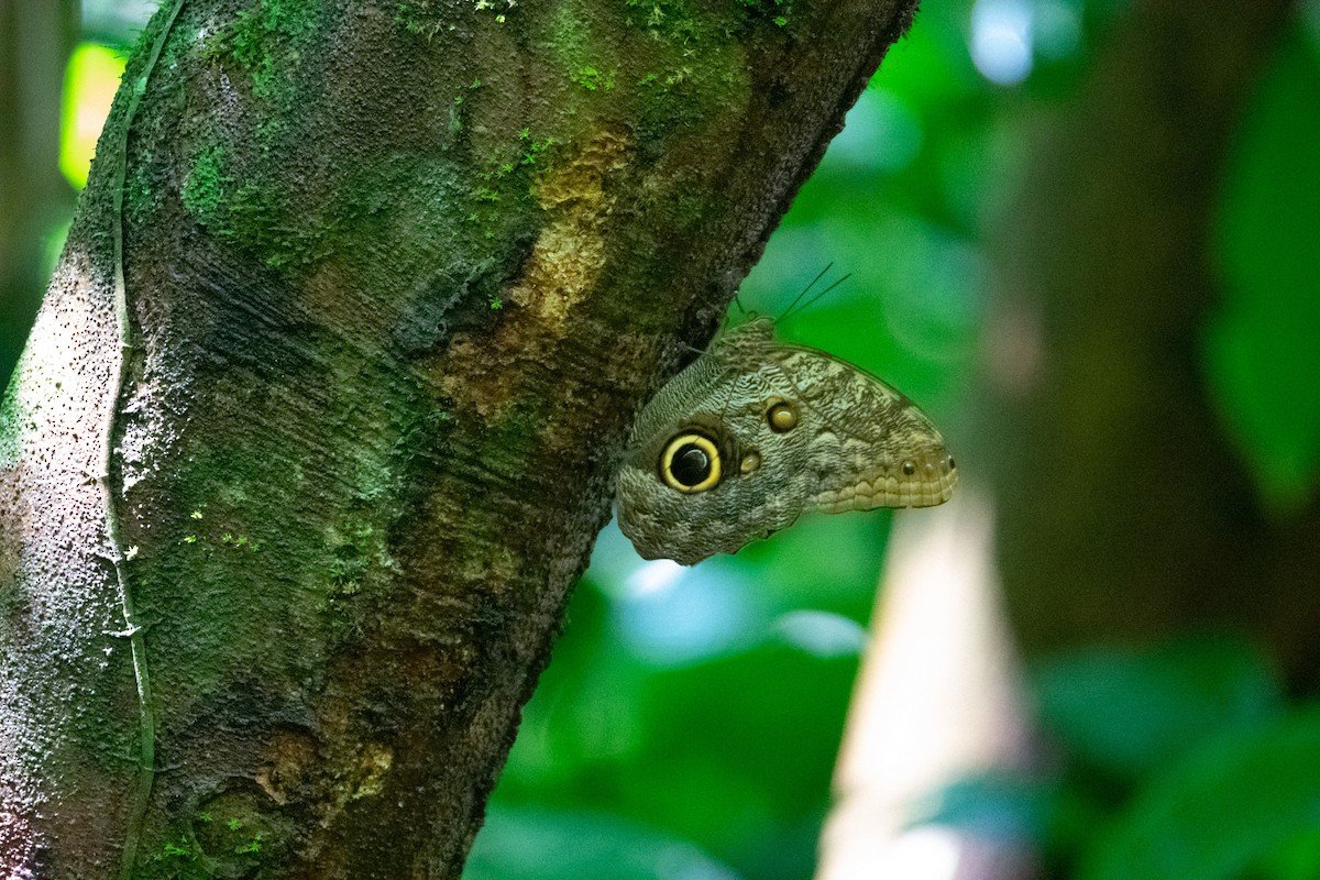 Insects - ML639006170