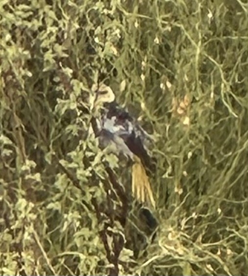 Bullock's Oriole - ML639006181