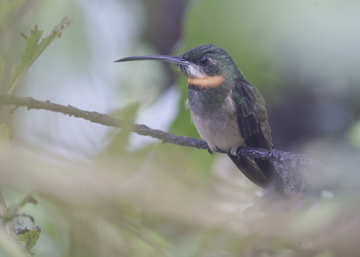 Pale-tailed Barbthroat - ML639006201