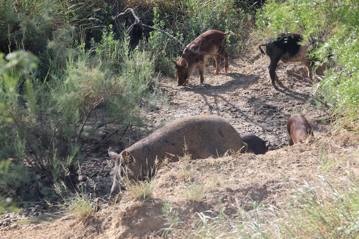 Animals - ML639006212