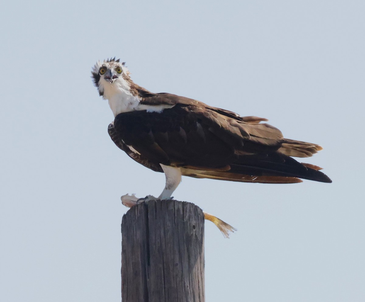 Osprey - ML639006226