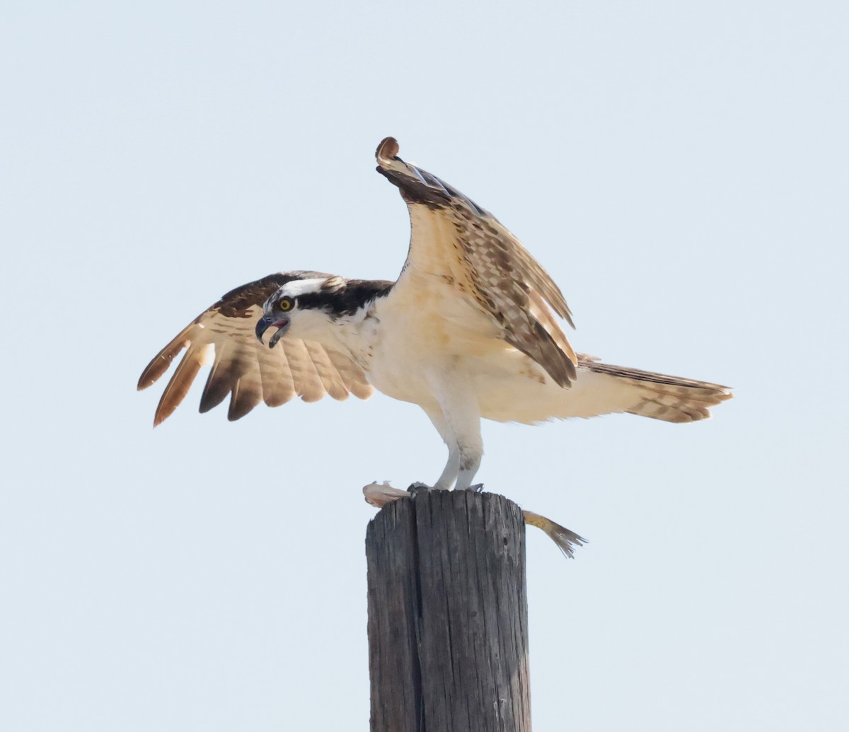 Osprey - ML639006227