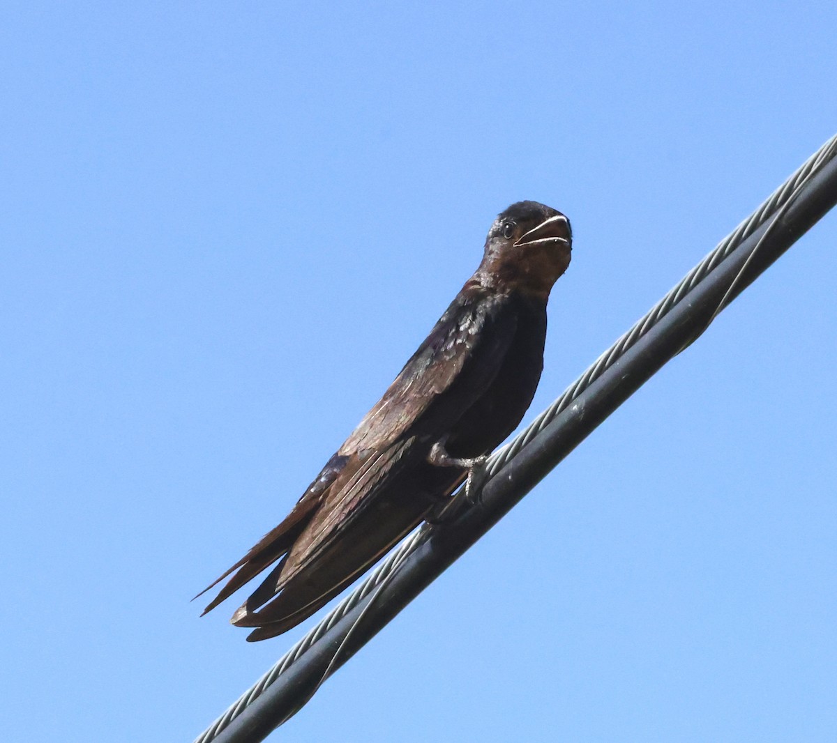 Purple Martin - ML639006232