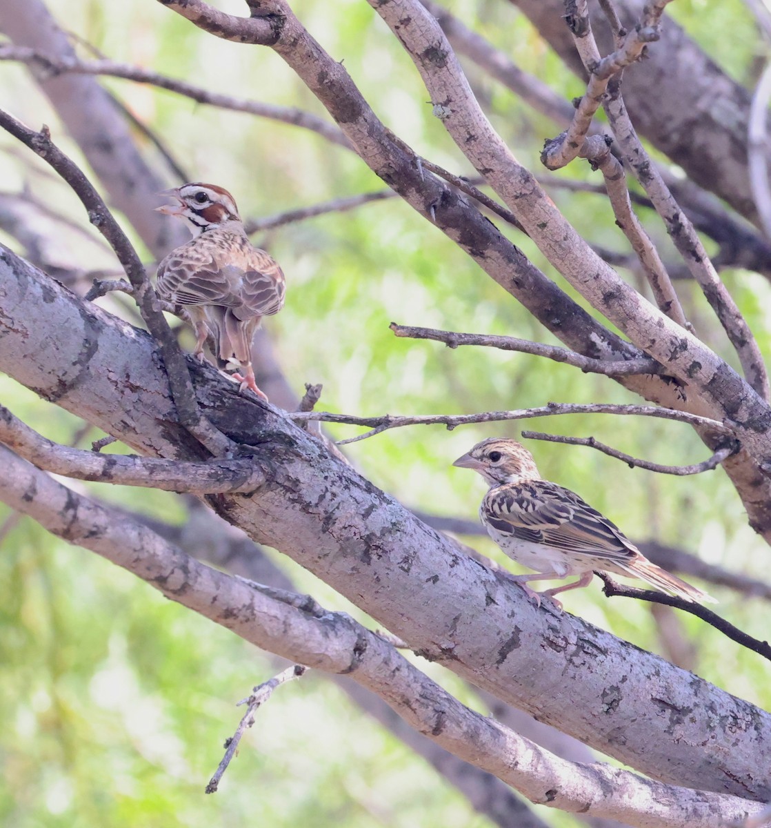 Lark Sparrow - ML639006240