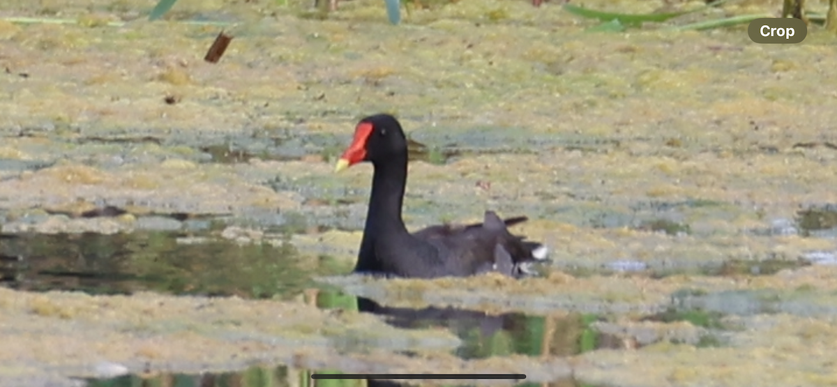 Common Gallinule - ML639006245