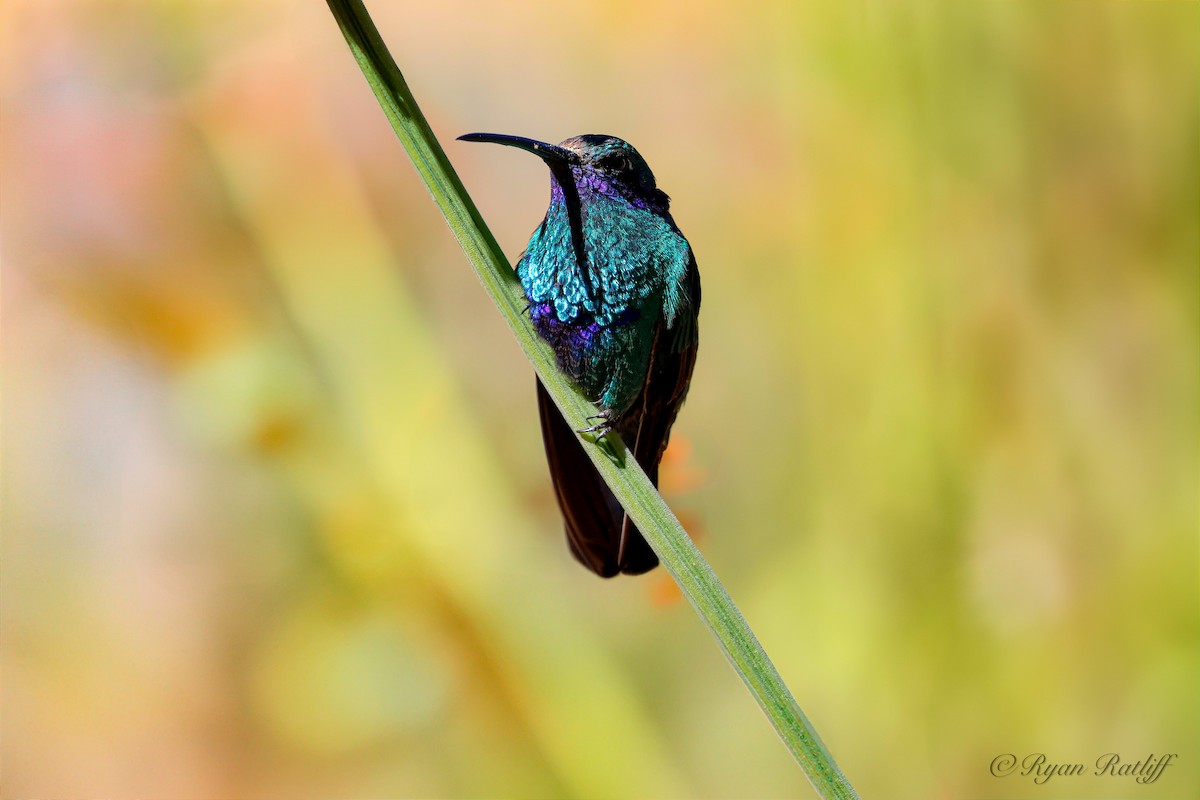 Sparkling Violetear - ML639006287